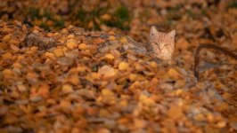 Desktop wallpaper. Cats. ID:137709