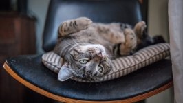 Desktop wallpaper. Cats. ID:137675
