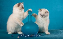 Desktop wallpaper. Cats. ID:95978