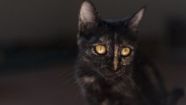 Desktop wallpaper. Cats. ID:137223