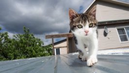 Desktop wallpaper. Cats. ID:137164