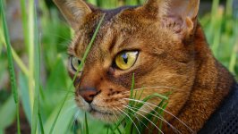 Desktop wallpaper. Cats. ID:96148