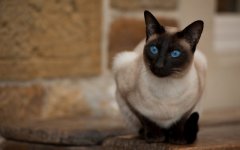 Desktop wallpaper. Cats. ID:96170