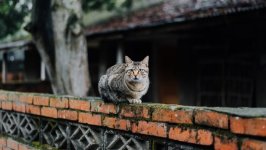 Desktop wallpaper. Cats. ID:96171