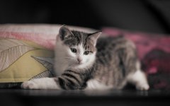 Desktop wallpaper. Cats. ID:96180