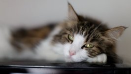 Desktop wallpaper. Cats. ID:96182