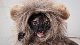 Desktop wallpaper. Cats. ID:96190