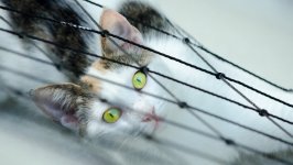 Desktop wallpaper. Cats. ID:96216