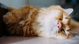 Desktop wallpaper. Cats. ID:96217