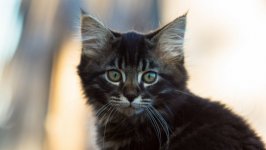 Desktop wallpaper. Cats. ID:96218