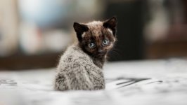 Desktop wallpaper. Cats. ID:96281