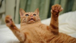 Desktop wallpaper. Cats. ID:96359