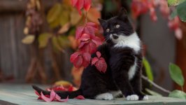 Desktop wallpaper. Cats. ID:136947