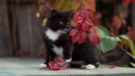 Desktop wallpaper. Cats. ID:136946