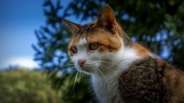 Desktop wallpaper. Cats. ID:136924