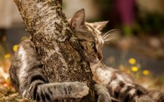 Desktop image. Cats. ID:97927