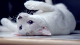 Desktop image. Cats. ID:98105