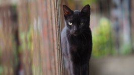 Desktop wallpaper. Cats. ID:98182