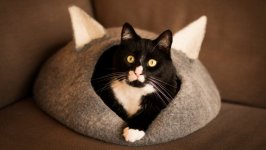 Desktop wallpaper. Cats. ID:98215