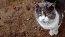 Desktop wallpaper. Cats. ID:98254