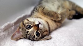 Desktop wallpaper. Cats. ID:98260