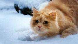 Desktop wallpaper. Cats. ID:98273