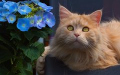 Desktop wallpaper. Cats. ID:98276