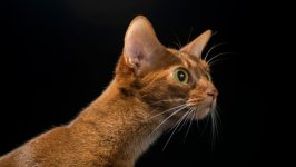 Desktop wallpaper. Cats. ID:98295