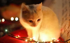 Desktop wallpaper. Cats. ID:98399