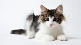 Desktop wallpaper. Cats. ID:98401