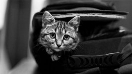 Desktop wallpaper. Cats. ID:98402