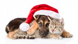 Desktop wallpaper. Cats. ID:98488