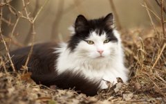 Desktop wallpaper. Cats. ID:98491