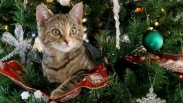 Desktop wallpaper. Cats. ID:98511