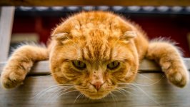 Desktop wallpaper. Cats. ID:98520