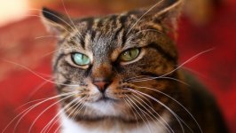 Desktop wallpaper. Cats. ID:98526