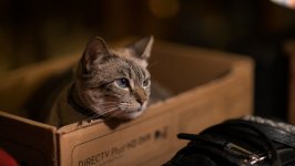 Desktop wallpaper. Cats. ID:98529