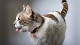 Desktop wallpaper. Cats. ID:98532