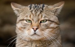 Desktop wallpaper. Cats. ID:98533