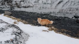 Desktop wallpaper. Cats. ID:98548