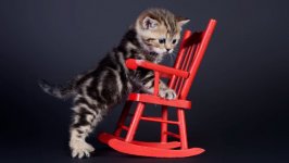 Desktop wallpaper. Cats. ID:98598