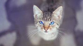 Desktop wallpaper. Cats. ID:98599
