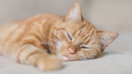 Desktop wallpaper. Cats. ID:98603