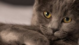 Desktop wallpaper. Cats. ID:98631