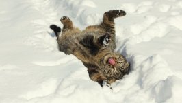 Desktop wallpaper. Cats. ID:98635