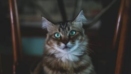Desktop wallpaper. Cats. ID:98638