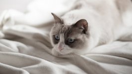 Desktop wallpaper. Cats. ID:98707
