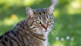 Desktop wallpaper. Cats. ID:98710