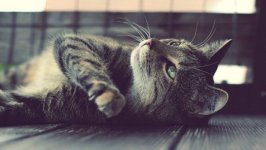 Desktop wallpaper. Cats. ID:98731