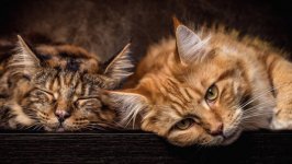 Desktop wallpaper. Cats. ID:98767